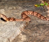 Eastern Copperhead, Photographed In Don Robinson State Park, Missouri Photo By: Andy Reago &Amp; Chrissy Mcclarren Https://Creativecommons.org/Licenses/By-Sa/2.0/ 