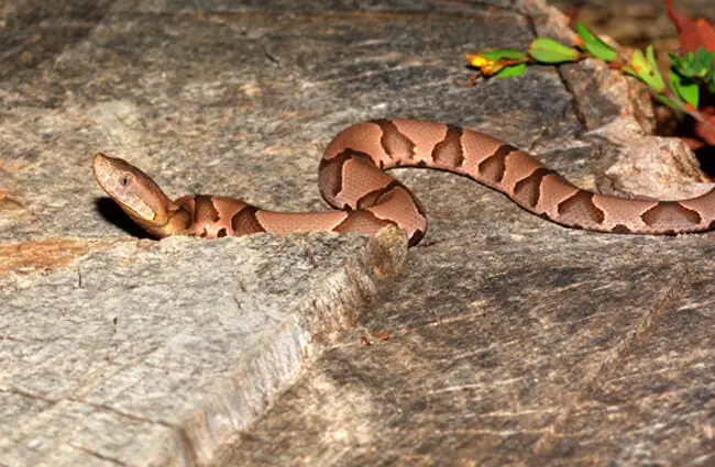 Eastern Copperhead, photographed in Don Robinson State Park, Missouri Photo by: Andy Reago &amp; Chrissy McClarren https://creativecommons.org/licenses/by-sa/2.0/ 