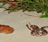 A Young Eastern Copperhead Contemplates A Toad Photo By: Andy Reago &Amp; Chrissy Mcclarren Https://Creativecommons.org/Licenses/By-Sa/2.0/ 