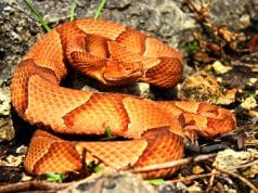 Osage CopperheadPhoto by: Peter Paplanushttps://creativecommons.org/licenses/by-sa/2.0/
