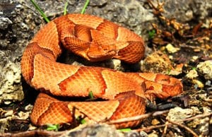 Osage CopperheadPhoto by: Peter Paplanushttps://creativecommons.org/licenses/by-sa/2.0/