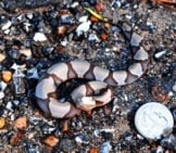 Baby Southern Copperhead Photo By: Patrick Feller Https://Creativecommons.org/Licenses/By-Sa/2.0/ 