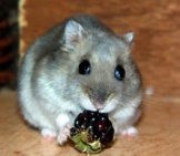 Dwarf Hamster Nibbles A Berryphoto By: Jannes Pockelehttps://Creativecommons.org/Licenses/By/2.0/