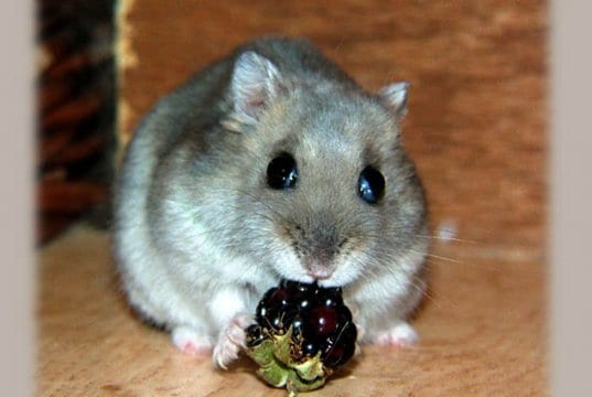 Dwarf Hamster nibbles a berryPhoto by: Jannes Pockelehttps://creativecommons.org/licenses/by/2.0/