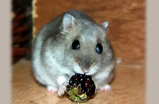 Dwarf Hamster nibbles a berryPhoto by: Jannes Pockelehttps://creativecommons.org/licenses/by/2.0/