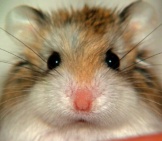 How to tell if a dwarf hamster is obese