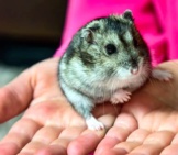 How to tell if a dwarf hamster is obese