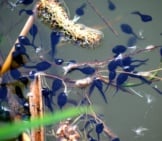 Tadpoles In A Pond Photo By: Mary Shattock Https://Creativecommons.org/Licenses/By/2.0/ 