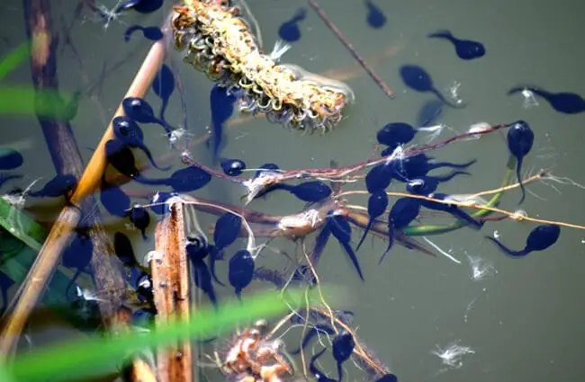 Tadpoles in a pond Photo by: Mary Shattock https://creativecommons.org/licenses/by/2.0/ 