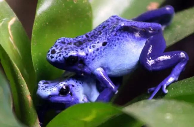 Poison Dart Frogs Photo by: cuatrok77 https://creativecommons.org/licenses/by/2.0/ 