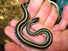 Western Ribbon SnakePhoto by: Greg Schechterhttps://creativecommons.org/licenses/by/2.0/