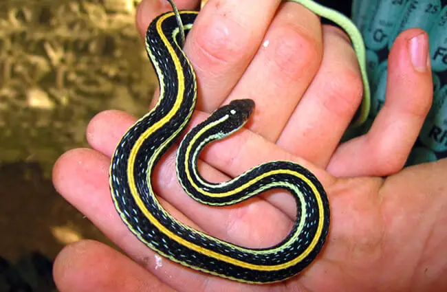 Common Garden Snake