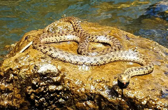 Aquatic Garter Snake sunning on a rock, by the Rogue River Photo by: Bureau of Land Management Oregon and Washington https://creativecommons.org/licenses/by/2.0/ 