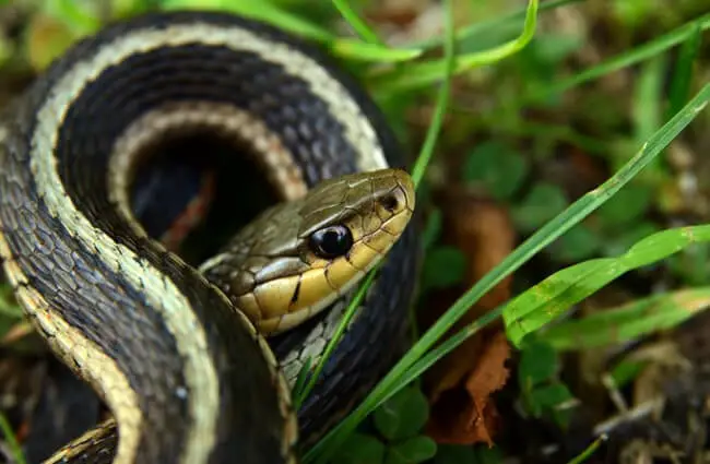 Eastern Garter Snake in the grass Photo by: Mark Nenadov https://creativecommons.org/licenses/by/2.0/ 
