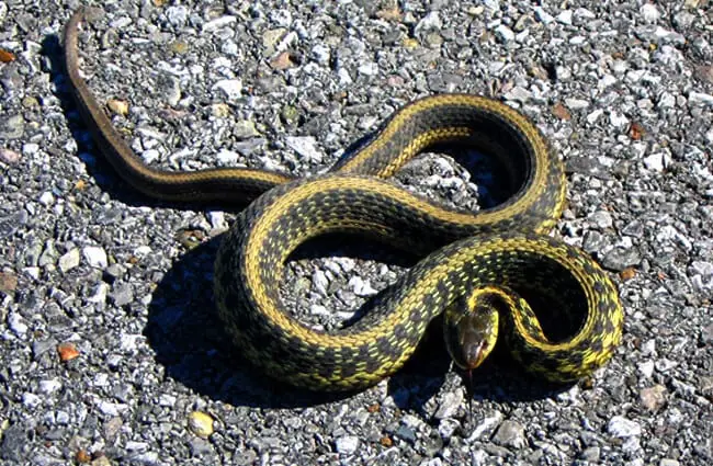 Обыкновенная подвязочная змея испугалась на подъездной дорожке Фото: Грег Шехтер https://creativecommons.org/licenses/by/2.0/