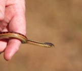 A Young Common Garter Snake Photo By: Louis Https://Creativecommons.org/Licenses/By/2.0/ 