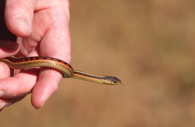 Молодая обыкновенная подвязочная змея Фото: Луи https://creativecommons.org/licenses/by/2.0/