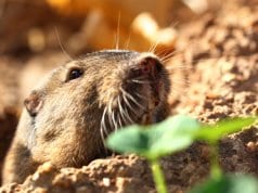 Gopher dragging leavesPhoto by: siamesepuppyhttps://creativecommons.org/licenses/by/2.0/