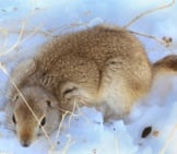 Gopher In The Snow Photo By: Usda Nrcs Montana (Public Domain) Https://Creativecommons.org/Licenses/By/2.0/ 