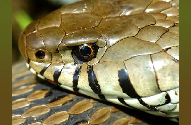 Closeup of a Grass Snake&#039;s head Photo by: Bernard DUPONT https://creativecommons.org/licenses/by-sa/2.0/ 