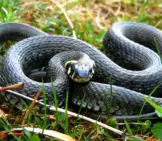 Grass Snake On The Grass Photo By: Xulescu_G Https://Creativecommons.org/Licenses/By-Sa/2.0/ 
