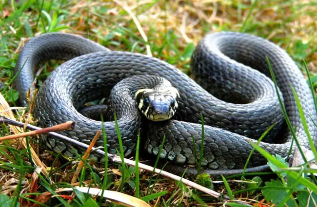 Grass Snake on the grass Photo by: xulescu_g https://creativecommons.org/licenses/by-sa/2.0/ 
