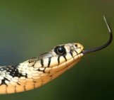 Grass Snake Closeupphoto By: Wikiimageshttps://Pixabay.com/Photos/Grass-Snake-Snake-Serpentes-Natrix-60546/