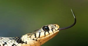 Grass Snake closeupPhoto by: WikiImageshttps://pixabay.com/photos/grass-snake-snake-serpentes-natrix-60546/
