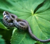 Grass Snake On A Lily Pad Photo By: Lmoonlight Https://Pixabay.com/Photos/Grass-Snake-Snake-Hide-Fear-3364032/ 