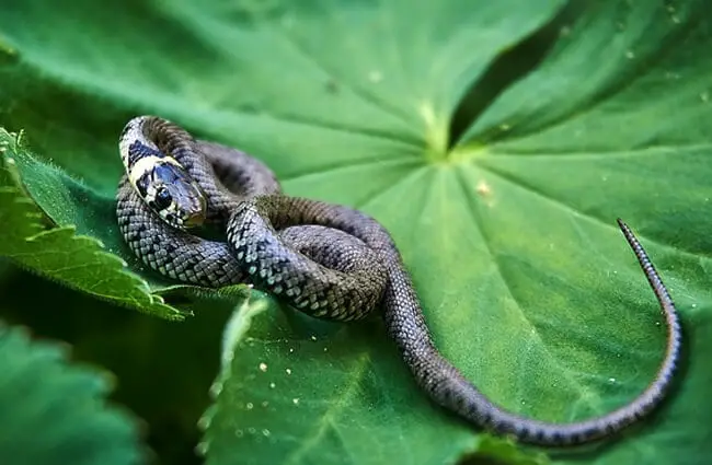 Grass Snake on a lily pad Photo by: LMoonlight https://pixabay.com/photos/grass-snake-snake-hide-fear-3364032/ 