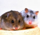 Hamster Buddies Posing For A Portrait Photo By: Treeday77 Https://Creativecommons.org/Licenses/By-Nd/2.0/ 