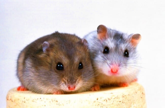 Hamster buddies posing for a portrait Photo by: treeday77 https://creativecommons.org/licenses/by-nd/2.0/ 