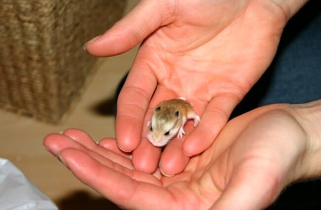 Baby Hamster Photo by: Rob Simmonds https://creativecommons.org/licenses/by-nd/2.0/ 