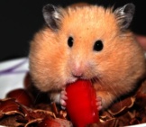 Gold Hamster Munching On A Pepper Photo By: Bierfritze Https://Pixabay.com/Photos/Goldhamster-Hamster-Animal-Nuts-943373/ 