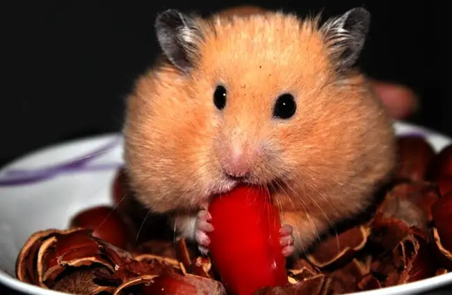 Gold Hamster munching on a pepper Photo by: bierfritze https://pixabay.com/photos/goldhamster-hamster-animal-nuts-943373/ 
