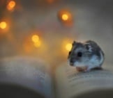 So Cute! A Tiny Hamster Reading By Fairy Lights. Photo By: Ivana Kohoutová Https://Pixabay.com/Photos/Hamster-Book-Lights-Rest-Pet-3712820/ 