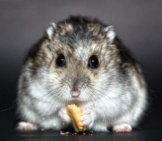 Closeup Of A Hungry Dwarf Hamster Photo By: Christine Trewer Https://Pixabay.com/Photos/Hamster-Rodent-Dwarf-Hamster-Nager-1772742/ 