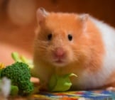 Hamster Eating Broccoliphoto By: Mordilla-Nethttps://Pixabay.com/Photos/Cute-Small-Portrait-Goldhamster-3161014/