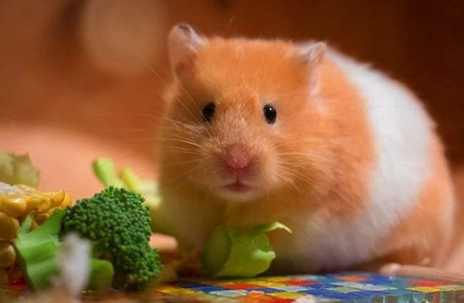 hamster eating broccoliPhoto by: mordilla-nethttps://pixabay.com/photos/cute-small-portrait-goldhamster-3161014/