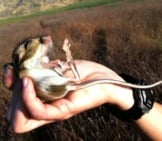 Desert Kangaroo Rat Photo By: California Department Of Fish And Wildlife Https://Creativecommons.org/Licenses/By/2.0/