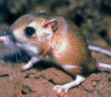 Tipton Kangaroo Rat, Now Endangeredphoto By: Pacific Southwest Region Usfwshttps://Creativecommons.org/Licenses/By/2.0/