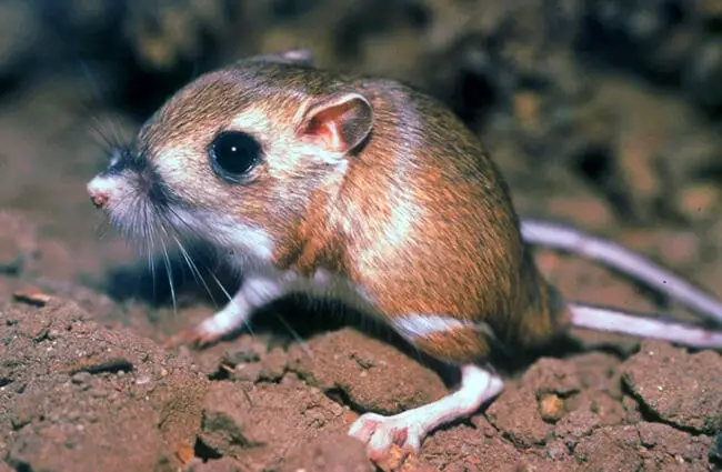 Tipton Kangaroo Rat, now endangeredPhoto by: Pacific Southwest Region USFWShttps://creativecommons.org/licenses/by/2.0/