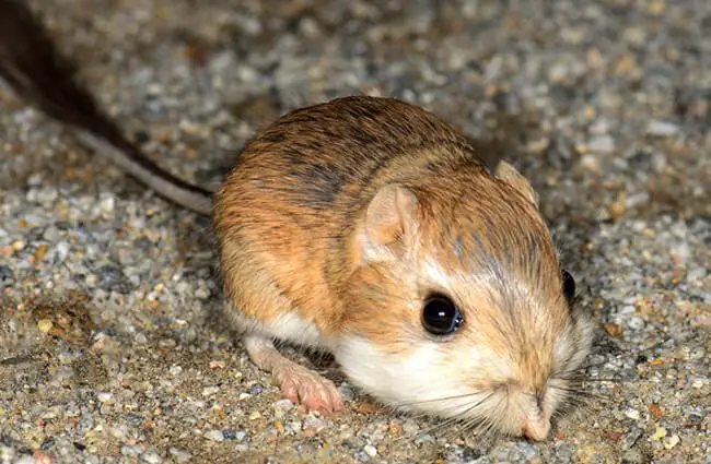 Cute little Merriam&#039;s Kangaroo Rat Photo by: Marshal Hedin https://creativecommons.org/licenses/by/2.0/ 