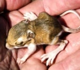 A Baby Chisel-Toothed Kangaroo Rat Photo By: (C) Lushpix Www.fotosearch.com 