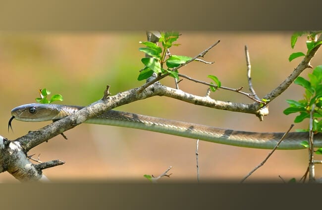 Молодая Черная Мамба растянулась на небольшом дереве Фото: Бернар ДЮПОН https://creativecommons.org/licenses/by-sa/2.0/
