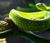 Eastern Green Mamba Photo By: Hape662 Https://Creativecommons.org/Licenses/By-Sa/2.0/ 