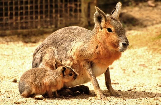 Patagonian Mara mother with her pup Photo by: John5199 https://creativecommons.org/licenses/by/2.0/ 