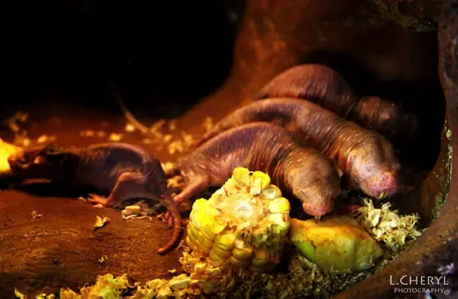 Naked Mole Rats Underground Photo by: Cheryl https://creativecommons.org/licenses/by-nd/2.0/ 