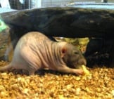 Naked Mole Rat – Notice How Wrinkly He Is!Photo By: Holiday Pointhttps://Creativecommons.org/Licenses/By-Nd/2.0/