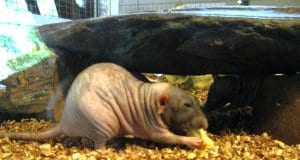 Naked Mole Rat – notice how wrinkly he is!Photo by: Holiday Pointhttps://creativecommons.org/licenses/by-nd/2.0/